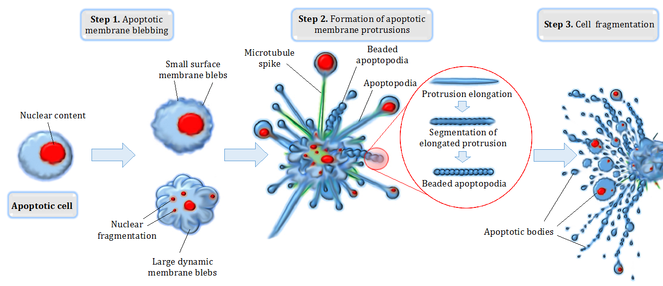 Apoptotic cell disassembly.png