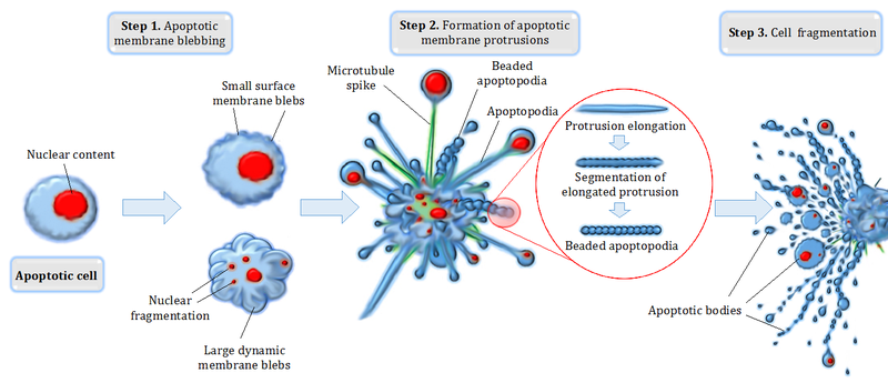 File:Apoptotic cell disassembly.png