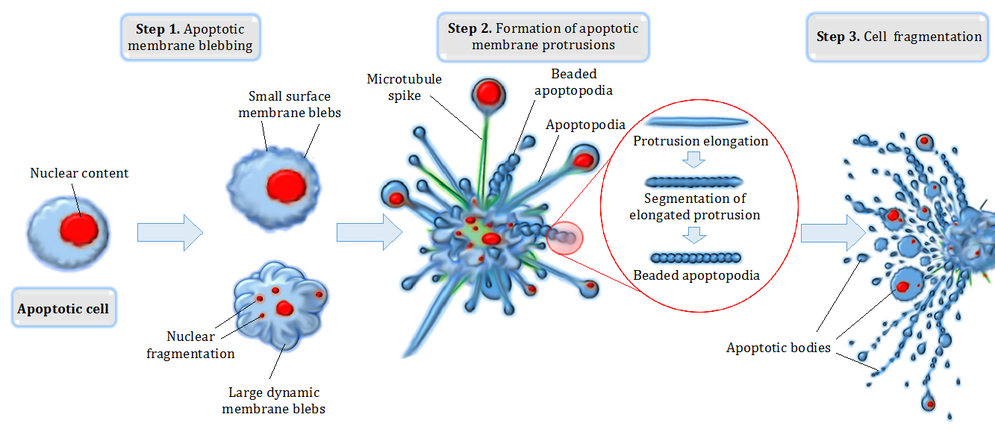 Apoptosis - Physiopedia