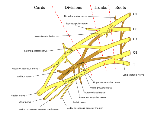 median nerve forearm
