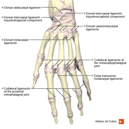 Midcarpal Instability - Physiopedia