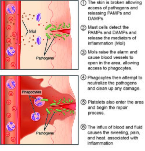 fight-inflammation-with-intermittent-fasting