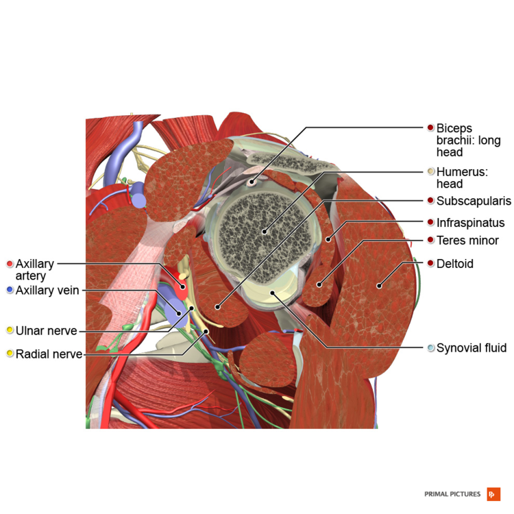 Sagittale doorsnede van de rotator cuff spieren Primal.png