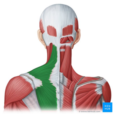 Trapezius muscle (highlighted in green) - posterior view