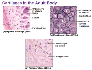 Cartilage - Physiopedia