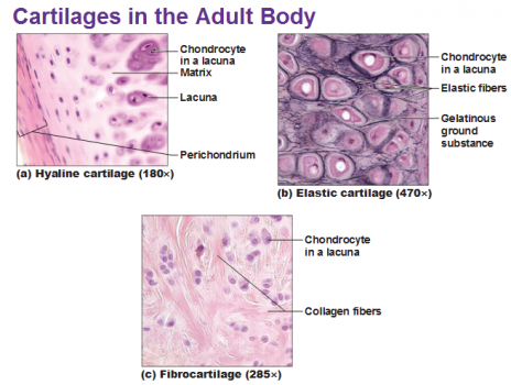 ear cartilage histology