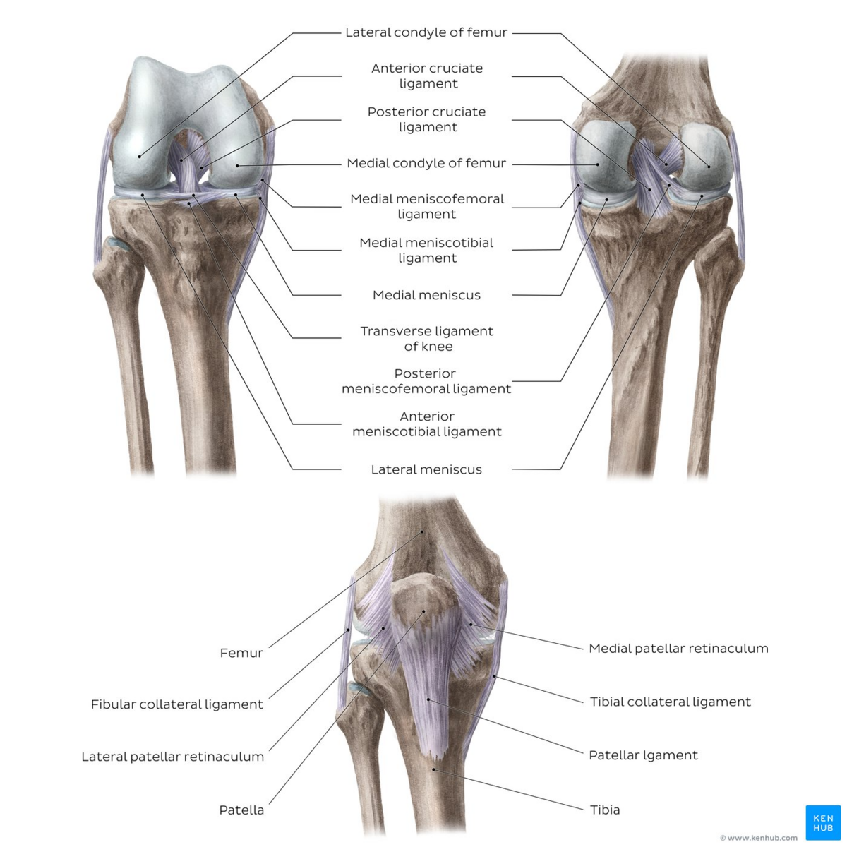File Overview Of The Knee Joint Anterior And Posterior Views Kenhub Png Physiopedia