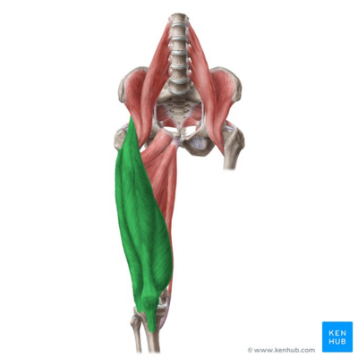 Phe Project, PDF, Flexibility (Anatomy)