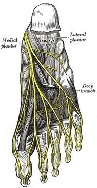 Lateral Plantar Nerve - Physiopedia