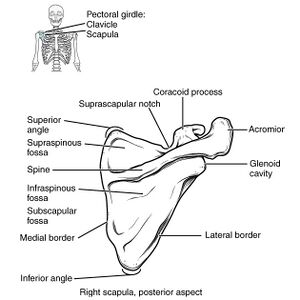 Parts of the Scapula Diagram