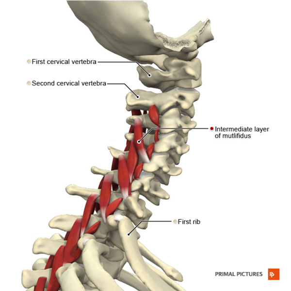 File:Muscles of the cervical region multifidus intermediate layer Primal.png