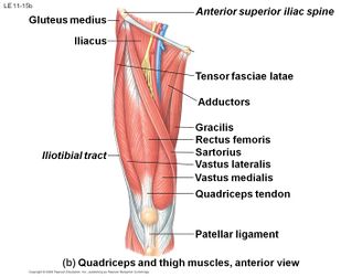 knee pain rectus femoris