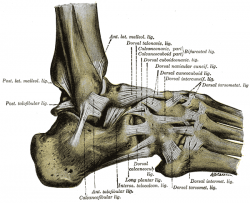 Ankle joint representing dorsiflexion and plantar flexion.