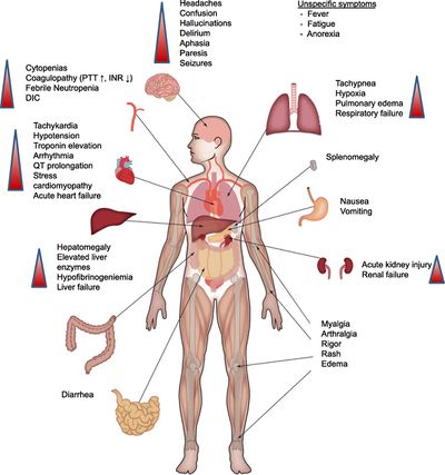 Immune System Function, Conditions & Disorders