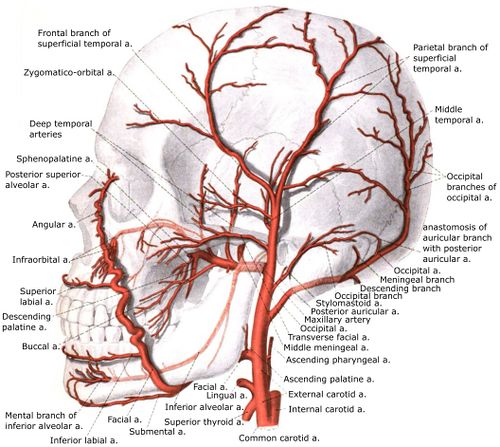 external carotid artery branches cadaver
