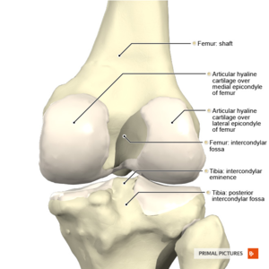 What are the articulating bones of the knee