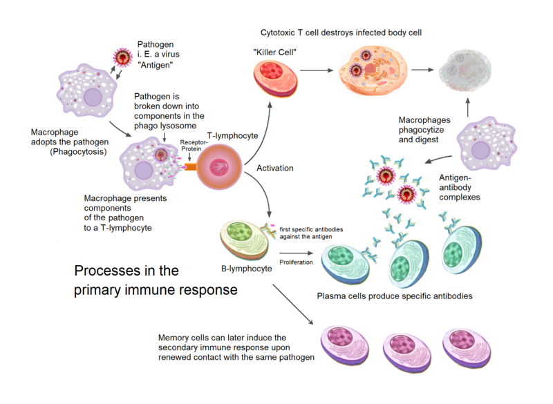 File:Primary immune response 1.png