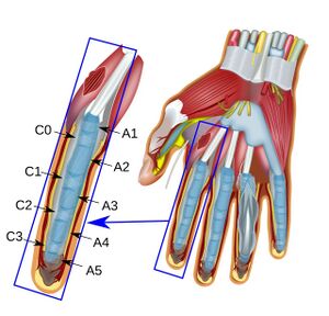 Healthy Street - FUNCTIONAL POSITIONS OF HAND A. In the power grip, when  grasping an object, the metacarpophalangeal (MP) and interphalangeal (IP)  joints are flexed, but the radiocarpal and midcarpal joints are