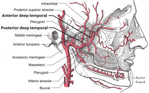 Deep temporal arteries.png