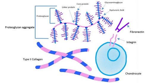 Extracellular Matrix Connective Tissue