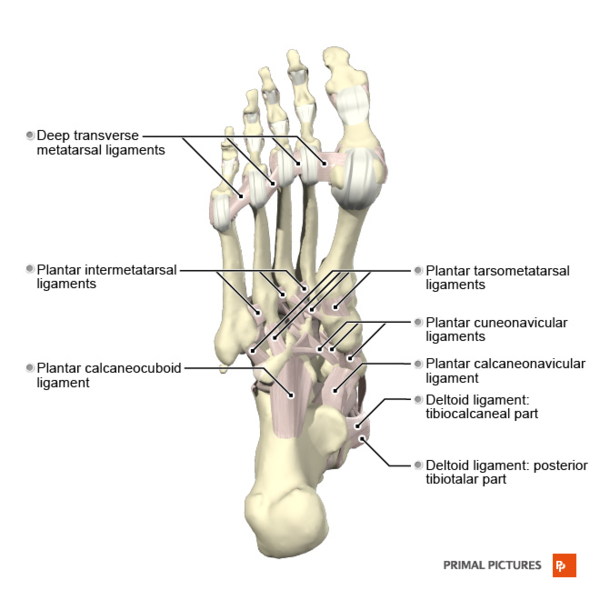 File:Ligaments of the foot plantar aspect Primal.png