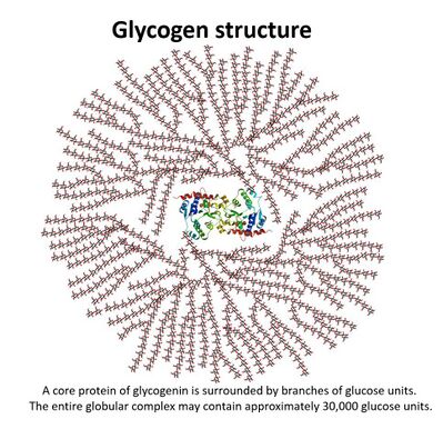 Glycogen  