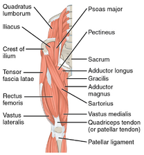 Muscles of the anterior hip and thigh.