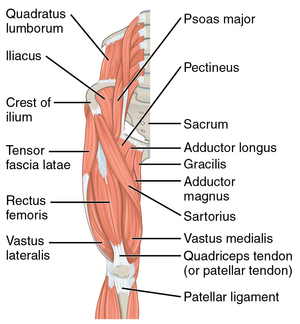 Hip Flexor Muscle or Flexors of Hip
