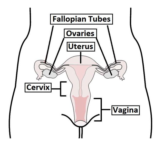 File:Overview-of-the-Female-Reproductive-Tract.jpg