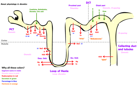 Diuretics.gif