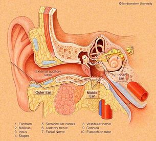 Anatomy of the peripheral vestibular system