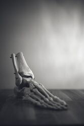 L'évaluation du pied, sa forme et l'imaginaire. – Podologie équine