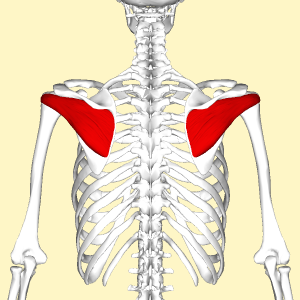 File:Infraspinatus muscle back2.png