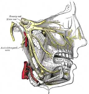 Lateral Pterygoid Innervation.png