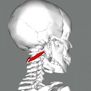 inferior oblique neck