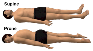 1920px-Supine and prone diagrams-en.svg.png