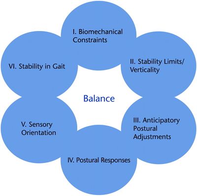 Model summarizing systems underlying postural control corresponding to section of the Balance Evaluation Systems Test (BESTest).jpeg