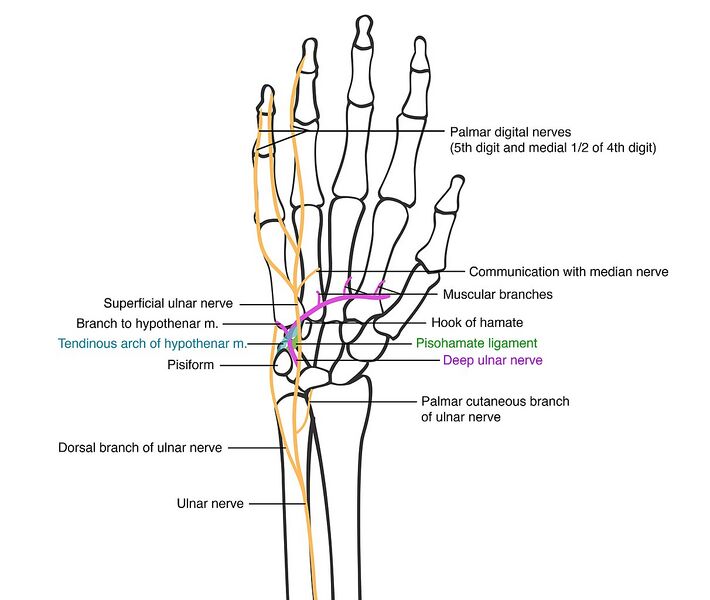 File:1212px-Branches of the ulnar nerve in hand.jpg