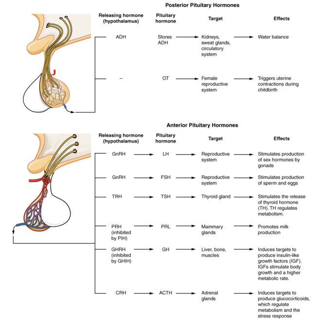 Pituitary-illustrations (1).png