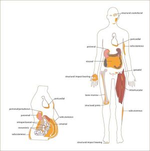 White adipose distribution in the body..jpg