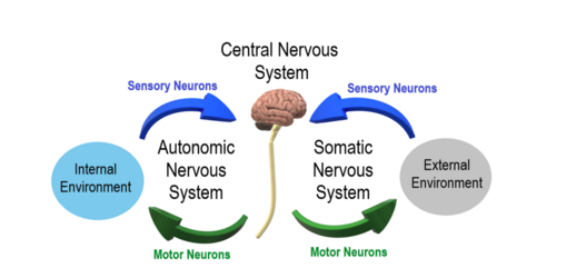 Autonomic and Somatic Nervous System.png