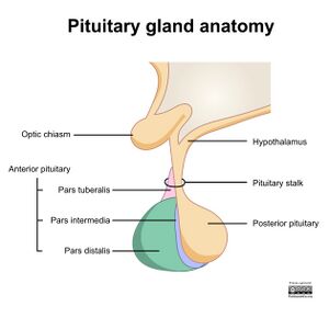 anterior pituitary growth hormone