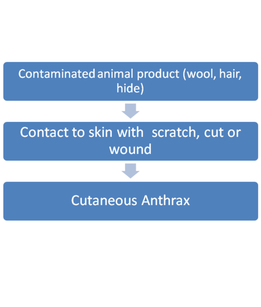 File:Cutaneous Anthrax.png