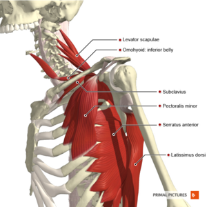 Healthy Street - 🔈 ANATOMY OF SCAPULA AND SCAPULAR REGION The
