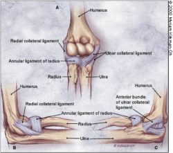ulnar collateral ligament elbow