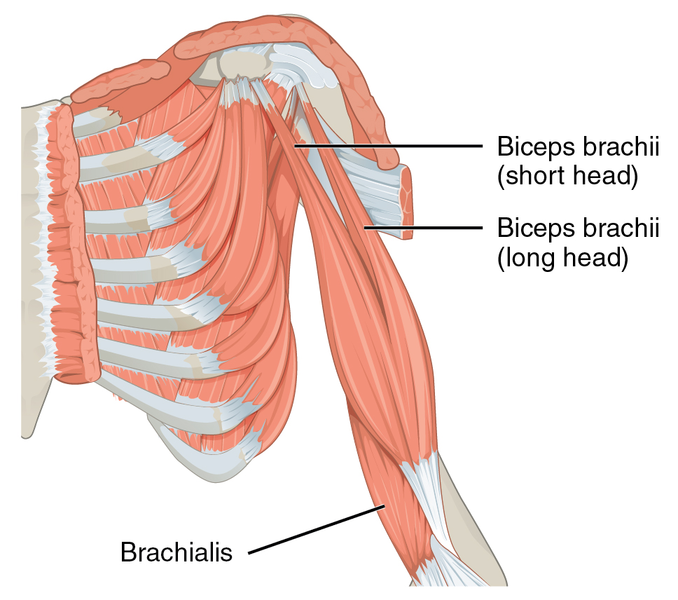 File:Biceps Brachii.png