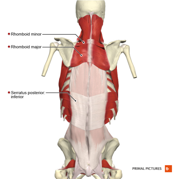 File:Muscles of the back intermediate layer Primal.png