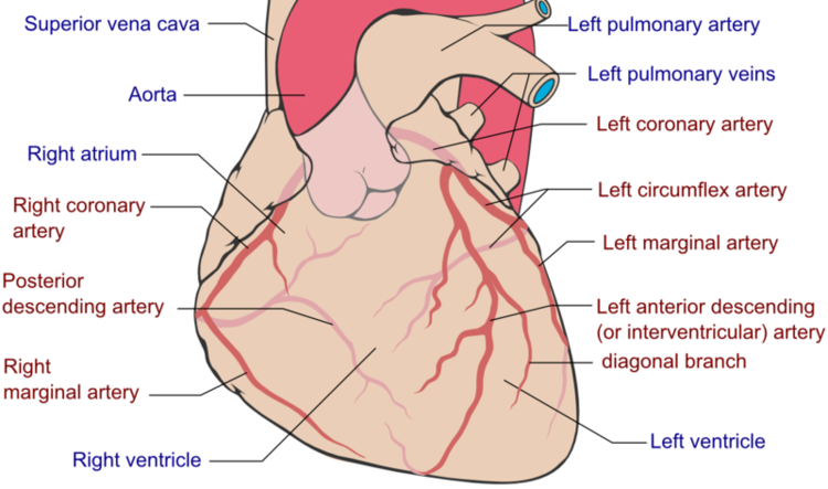 Arterias coronarias