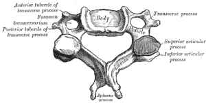 Cervical Vertebrae - Physiopedia