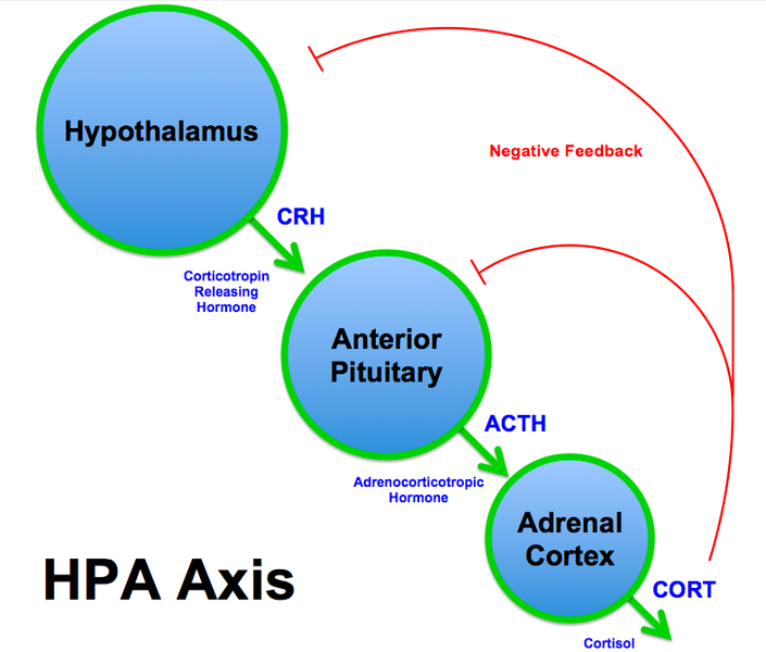 File:HPA Axis Diagram (Brian M Sweis 2012).png